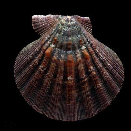 arthriticus 94,6mm DARK