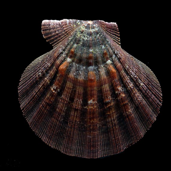arthriticus 94,6mm DARK
