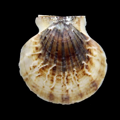 glaber 74,5mm GIANT