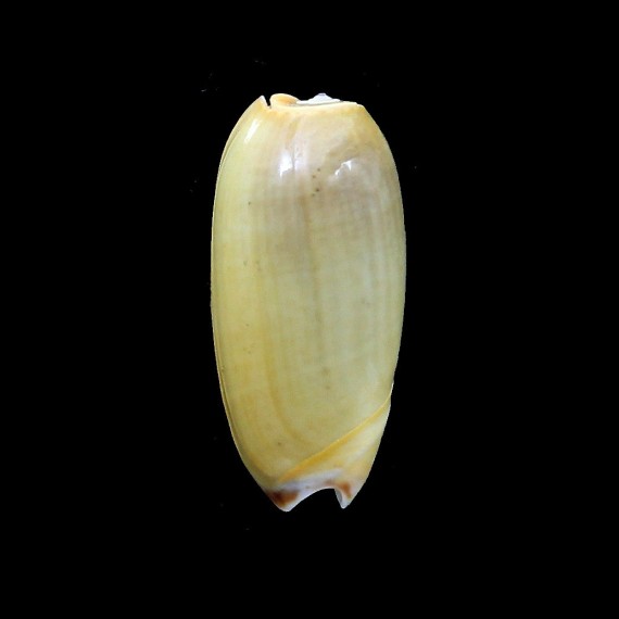 vidua lutea 48,7mm RARE