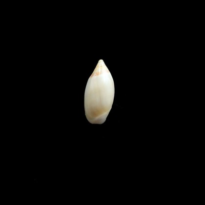 adelphe 16,0mm