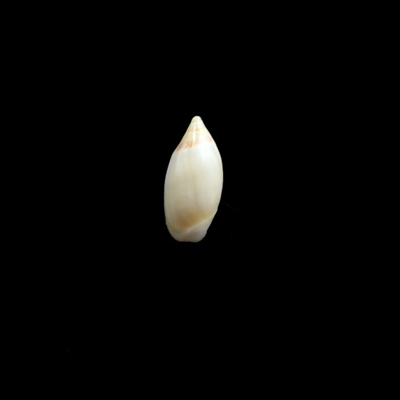 adelphe 16,0mm