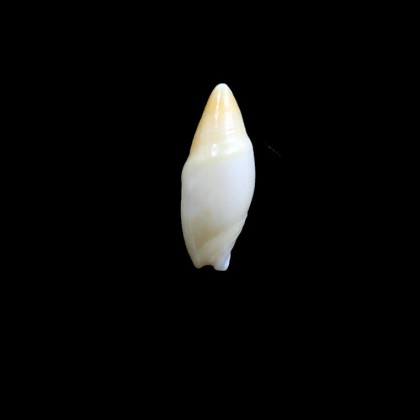 allaryi 18,35mm RARITY