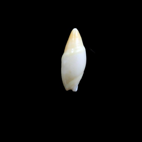 allaryi 18,35mm RARITY