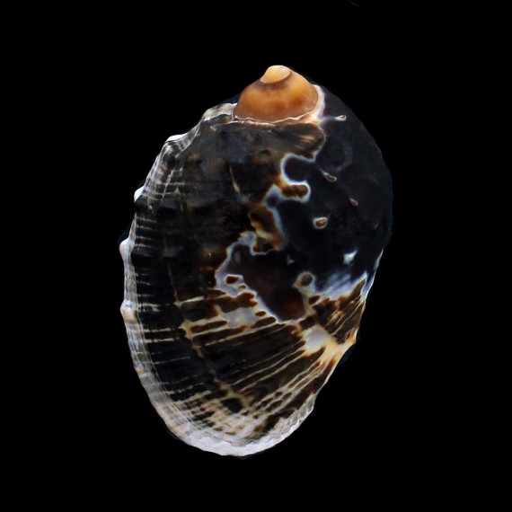 patula 72,0mm