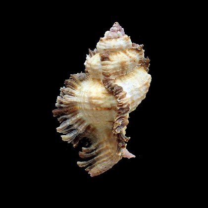 laciniatus 61,0mm BIG
