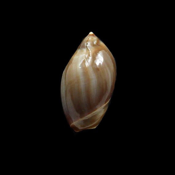 castanea 34,0mm DARK
