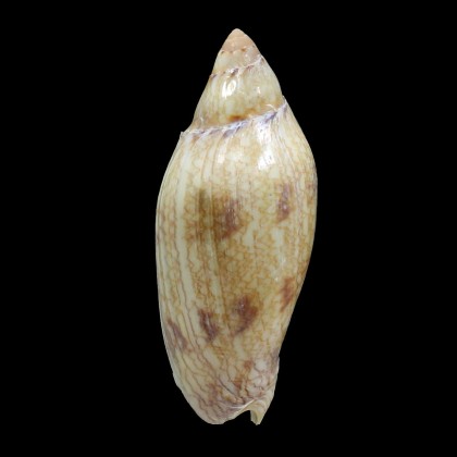 praetexta 74,0mm