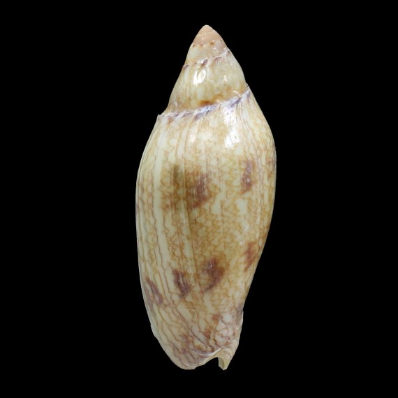 praetexta 74,0mm