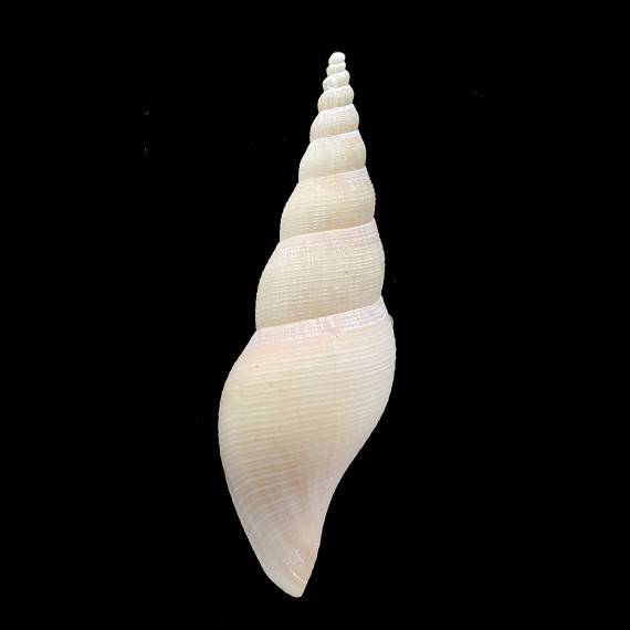 clarkei 81,0mm