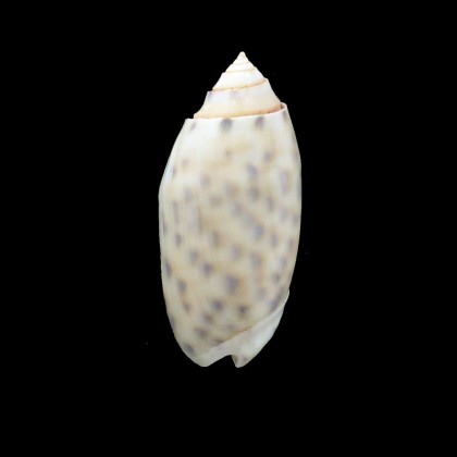 maculata 51,6mm BIG