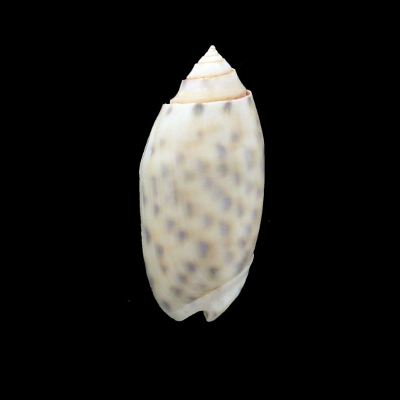 maculata 51,6mm BIG