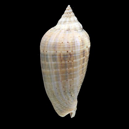 virescens 95,0mm BIG