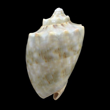 nivosa oblita 70,0mm