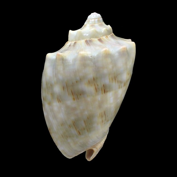 nivosa oblita 70,0mm