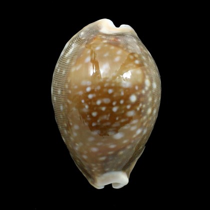 vitellus 66,0mm
