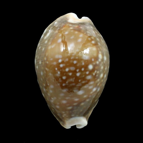 vitellus 66,0mm