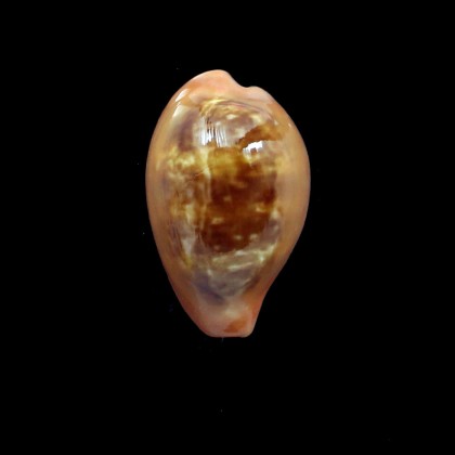 pyrum 42,0mm
