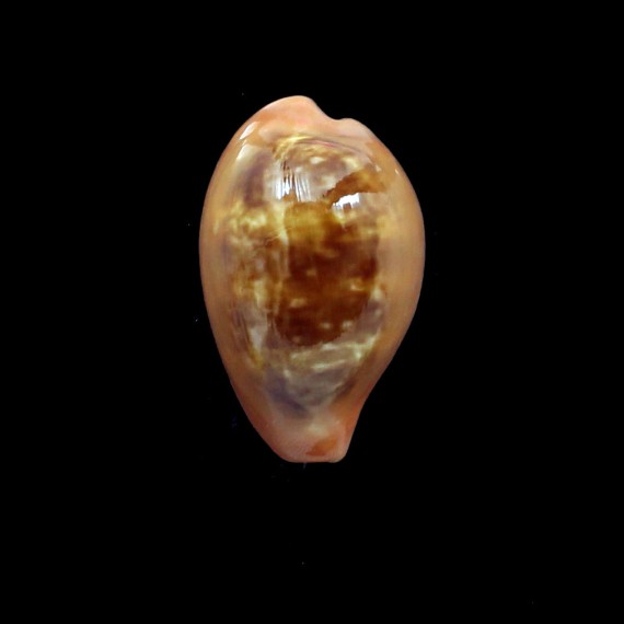 pyrum 42,0mm