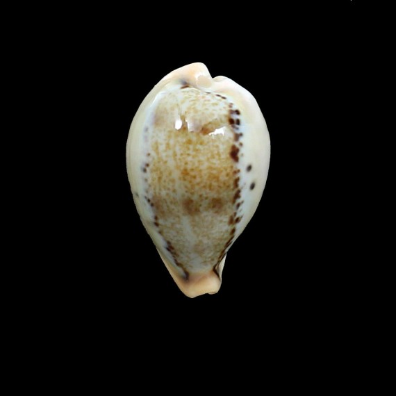 hungerfordi 43,1mm BIG
