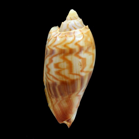 jansae 101,0mm COLORFUL