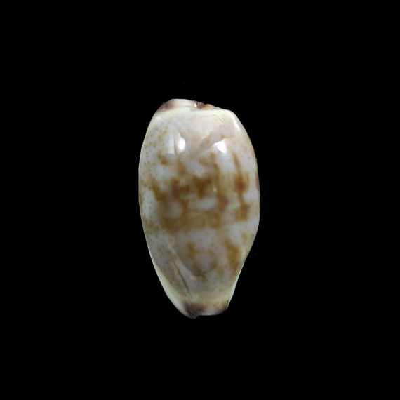 fimbriata waikikiensis 12,3mm
