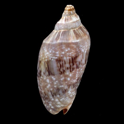 nivosa 87,0mm