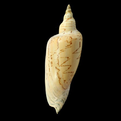 dufresnei 198,0mm GREAT
