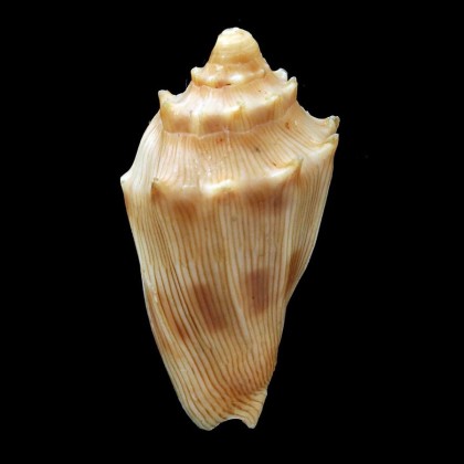 parabola 30,8mm