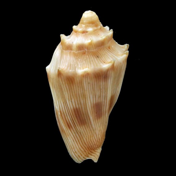 parabola 30,8mm