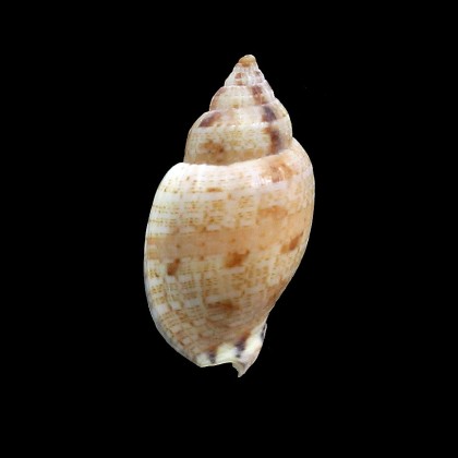 mitaeformis grangeri 38,0mm