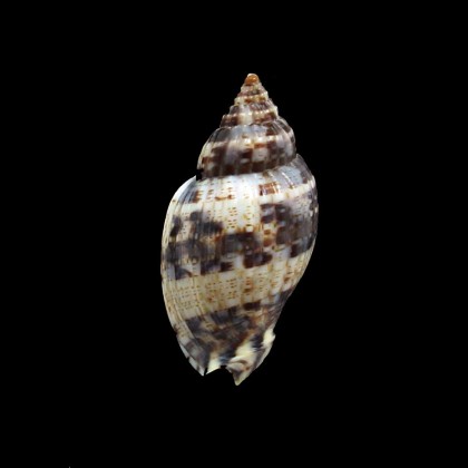 mitraeformis grangeri 39,0mm