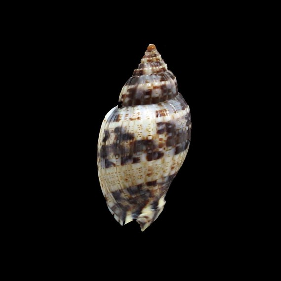 mitraeformis grangeri 39,0mm