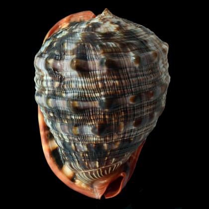 rufa 165,0mm COLORFUL