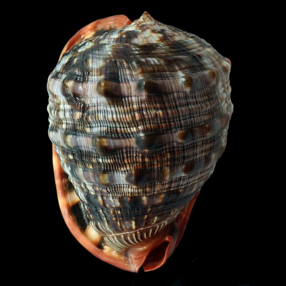 rufa 165,0mm COLORFUL