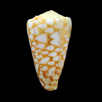 marmoreus crosseanus ORANGE 57,4mm RARE