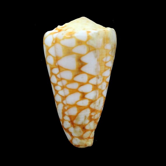 marmoreus crosseanus ORANGE 57,4mm RARE