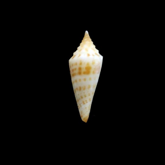 rainesae 19,8mm RARE