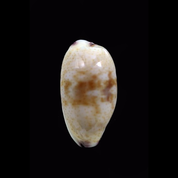fimbriata waikikiensis 12,3mm