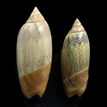 acuminata 70/61mm
