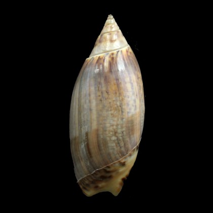travassosi 62,0mm