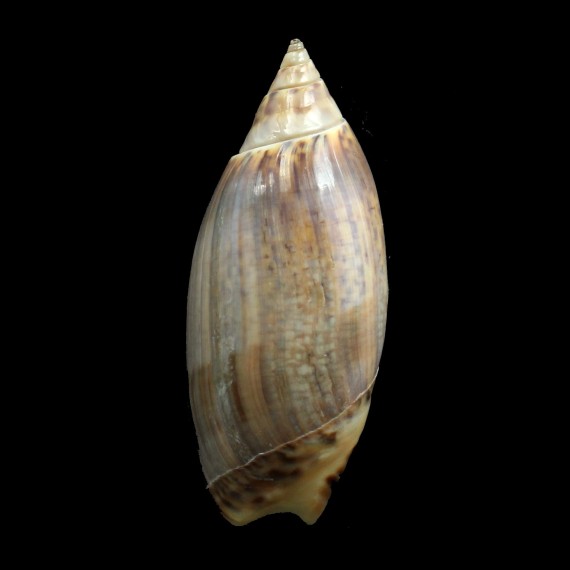 travassosi 62,0mm