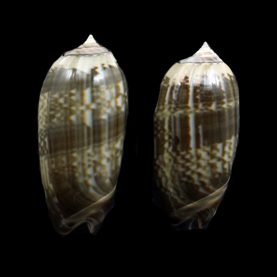irisans oldi 52/48mm SOLOMON