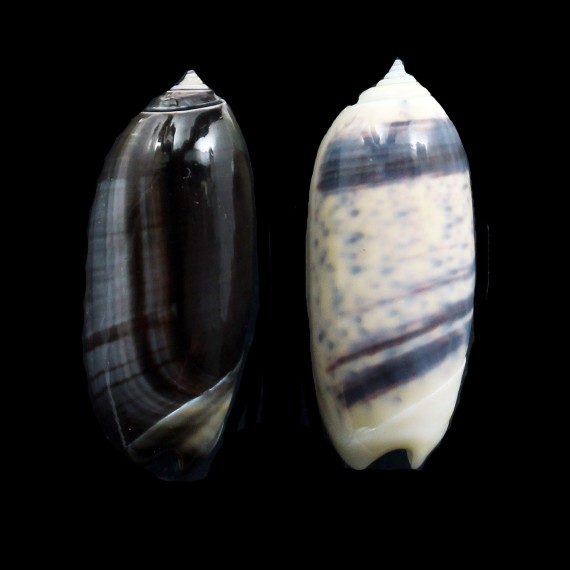 taeniata 40,0mm LOT2