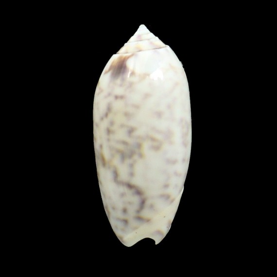 ponderosa 56,3mm  BIG