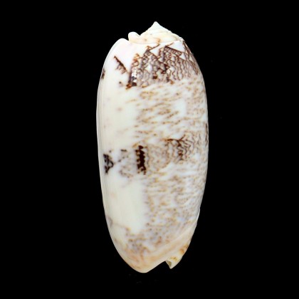 sericea sabulosa 87,0mm NC