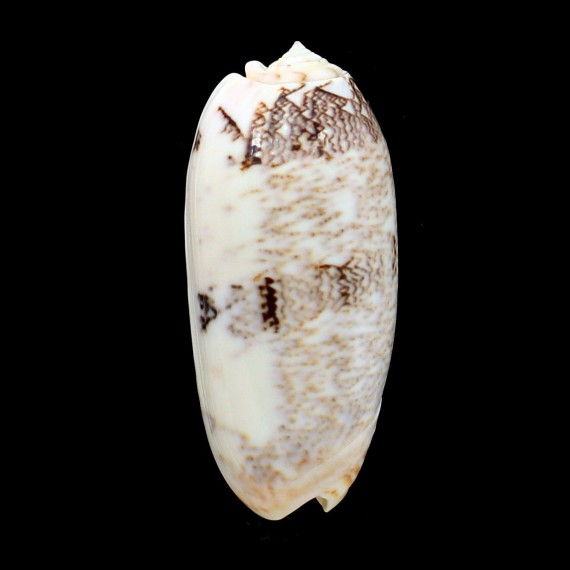 sericea sabulosa 87,0mm NC