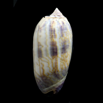 lamberti 66,0mm SUPERB