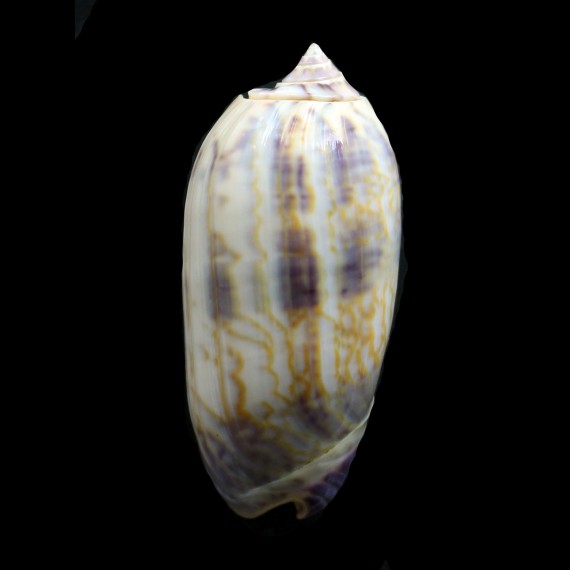 lamberti 66,0mm SUPERB