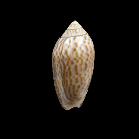 peruviana 45,0mm